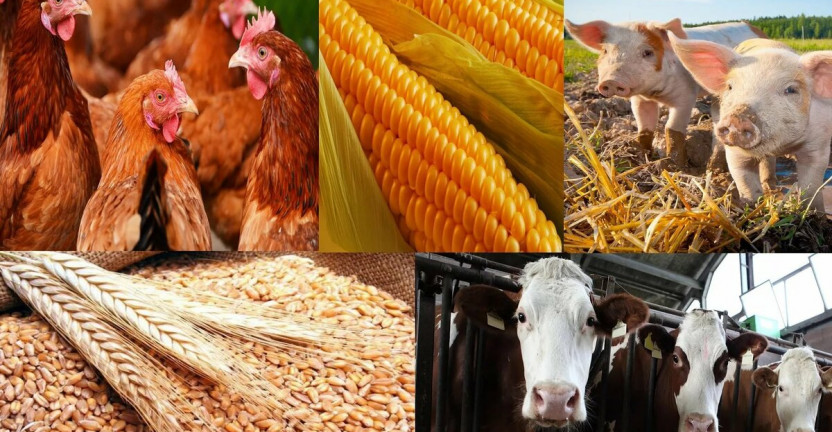 Объем производства продукции сельского хозяйства в хозяйствах всех категорий Краснодарского края и Республики Адыгея в действующих ценах в 2019 году (предварительный расчет)