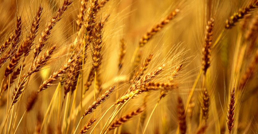 Объем производства продукции сельского хозяйства в хозяйствах всех категорий Краснодарского  края и Республике Адыгея в действующих ценах в 2019 году